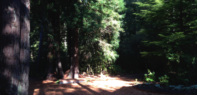 Redwoods at Chez Vrenios